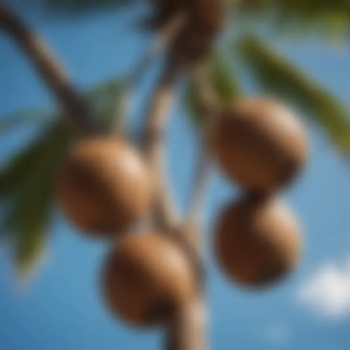 Close-up of coconut fruits hanging on a tree against the backdrop of a clear blue sky