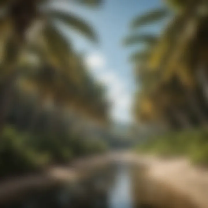 Panoramic view of a coconut palm grove along the St. Lucian coastline