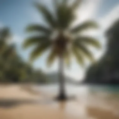 Majestic Coconut Palm in Paradise A majestic coconut palm swaying in the tropical breeze of St. Lucia