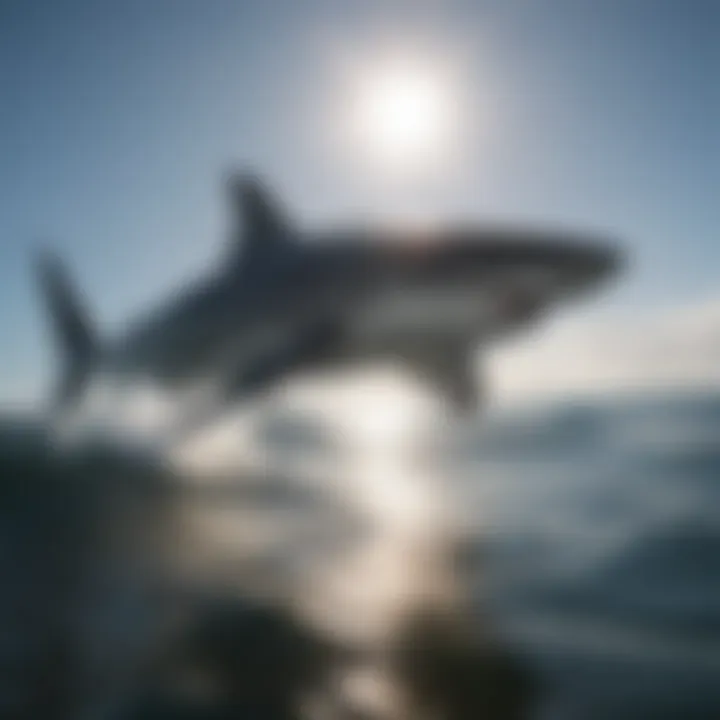 Advanced tracking technology monitoring shark movements in real-time.