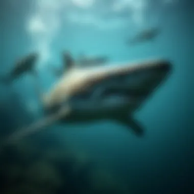 Sharks in Changing Oceanic Environments A captivating view of sharks navigating through changing oceanic environments