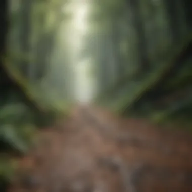 Exploring the Serenity of Nature Lush forest path inviting exploration
