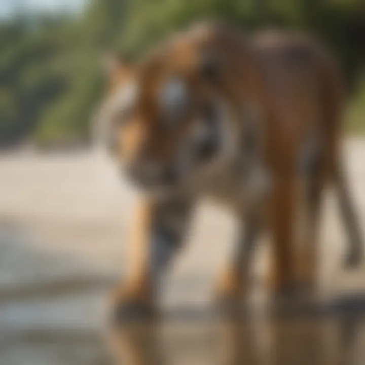 An array of wildlife found along the shores of Tiger Tail Beach