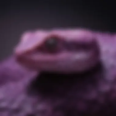 Close-up of purple pit viper scales glistening in the sunlight