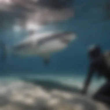 Diver observing a great white shark from a safe distance